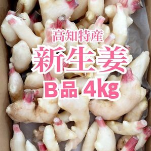 ☆タイムセール開催中☆甘酢漬けに♪【B品 】高知特産 新生姜 約4㎏