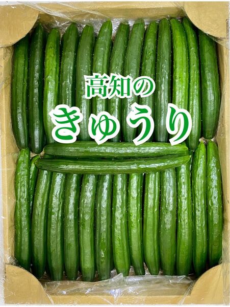 きゅうりがお買い得♪ 数量限定のきゅうり 高知県産 きゅうり 約5kg 漬物 浅漬けに