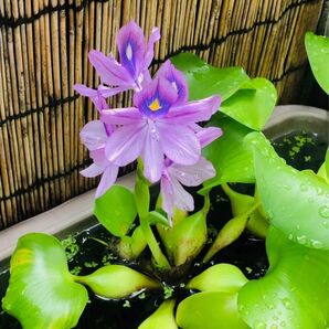 水草 ホテイソウ ホテイ草 ホテイアオイ 子株