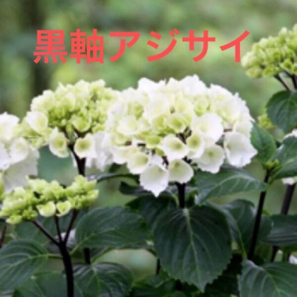 黒軸アジサイ アジサイ ゼブラ 挿し穂 3本 ネコポス発送