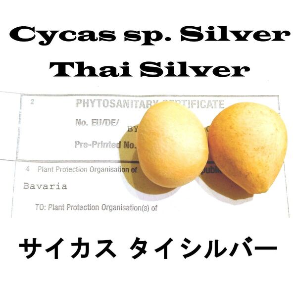4月入荷 5粒 サイカス sp. シルバー(タイシルバー)植物検疫証明書あり ソテツ 蘇鉄 種 種子