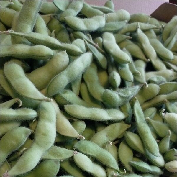 新鮮採れたて 枝豆 1kg