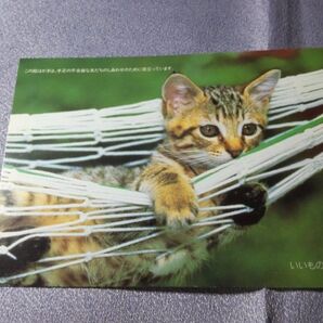 友情の絵はがき 3枚 【バラ売り可】