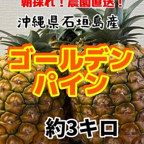 沖縄県石垣島産ゴールデンパイン約3キロ