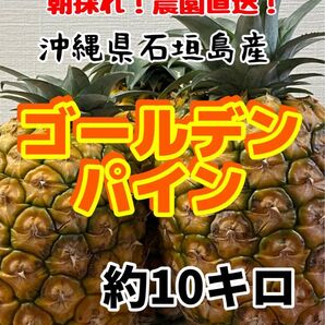 沖縄県石垣島産ゴールデンパイン約5キロ
