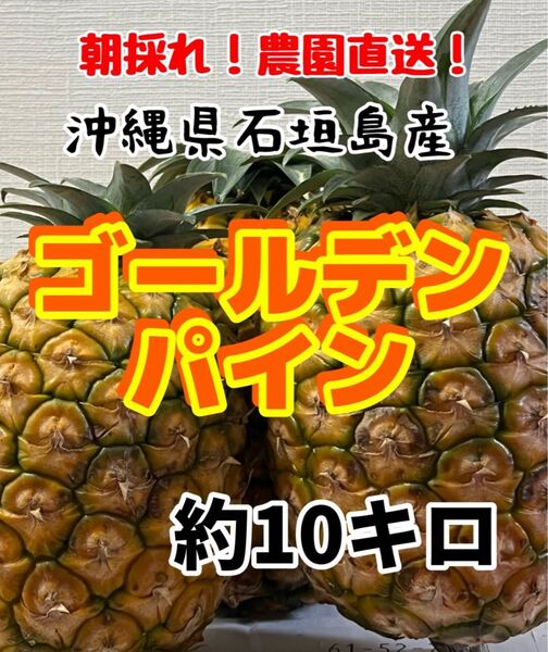 沖縄県石垣島産ゴールデンパイン約10キロ
