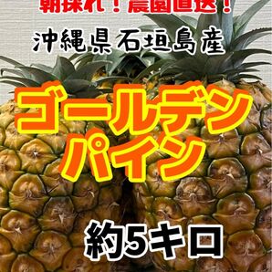 沖縄県石垣島産ゴールデンパイン約5キロ
