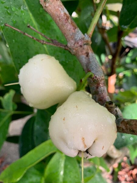 希少 実付き!特大台湾白玉レンブ 取木苗木 蓮霧