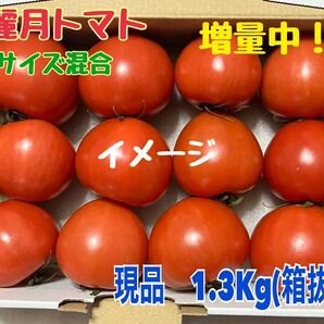 農家直送!!麗月 大分県産トマト(サイズ混合)☆1.3Kg☆サイズ混合