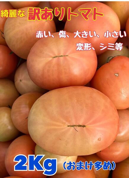 数量限定!!麗月 大分県産トマト(綺麗な訳あり品)☆2Kg超え☆おまけ多め