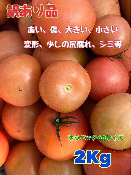 数量限定!!麗月 大分県産トマト(訳あり品)☆2Kg超え☆多めに入れます