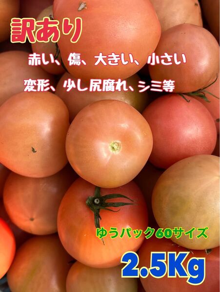 数量限定!!麗月 大分県産トマト(綺麗な訳あり品)☆2.5Kg超え☆おまけ