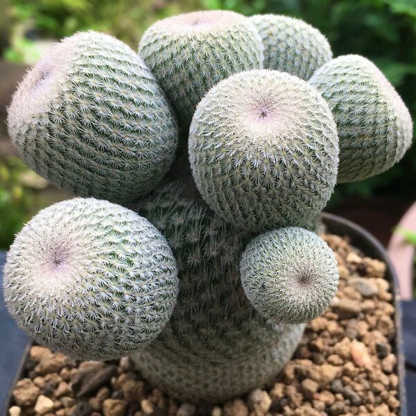【激安】月世界 群生 大株 子吹き多数 エピテランサ サボテン 良株 美株 多肉植物 観葉植物 丈夫 高品質