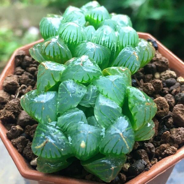 【激安】オブツーサ 2株 ハオルチア 宝石 良株 美株 多肉植物 観葉植物 大人気 丈夫 高品質