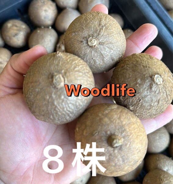 8株Stephania Erectaステファニア エレクタ 発芽Stephania 多肉植物 塊根植物5-6cmコーデックス