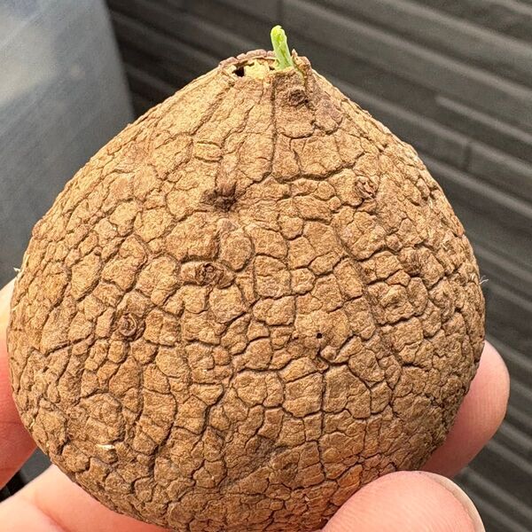 美紋山型Stephania Erectaステファニア エレクタ 塊根植物 多肉植物 美株