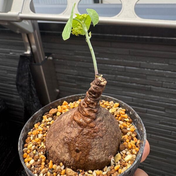 発根済みStephania Erectaステファニア エレクタ5-6cmコーデックス 塊根植物 多肉植物植木鉢