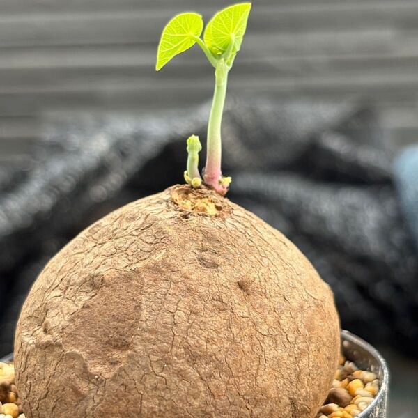 Stephania Erectaステファニア エレクタ植木鉢6-8cm 塊根植物 多肉植物 コーデックス発根管理中