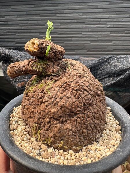 ステファニア スベローサ Stephania suberosa 発根発芽済み 塊根 多肉植物 塊根植物