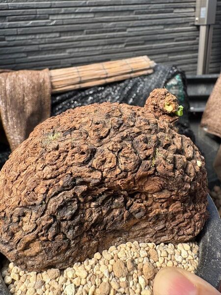 ステファニア スベローサ Stephania suberosa 発根発芽済み 塊根 多肉植物 コーデックス