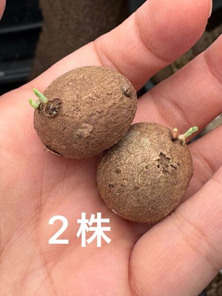 2株Stephania Erectaステファニア エレクタ2.5cmくらい 塊根植物 多肉植物