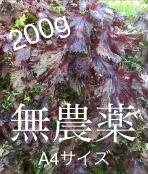 無農薬 赤紫蘇 200g