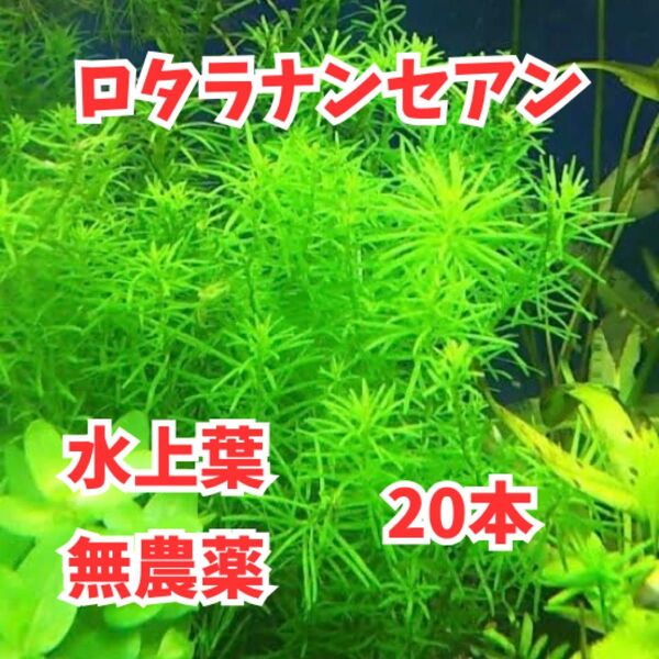 水草 ロタラナンセアン 水上葉20本 繊細な葉 茂み 黄色 オレンジ アクアリウム ボトルアクア 水草レイアウト パケポス