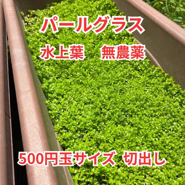 水草 パールグラス 水上葉 500円玉サイズ切出し 初心者おすすめ 水草レイアウト アクアリウム ボトルアクア 無農薬 パケポス