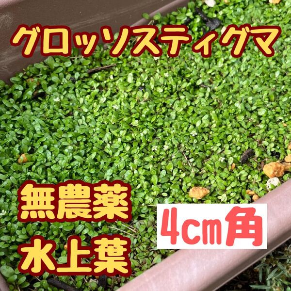 水草 グロッソスティグマ水上葉4cm角 定番前景草 緑の絨毯 水草レイアウト アクアリウム ビオトープ ボトルアクアリウム 無農薬