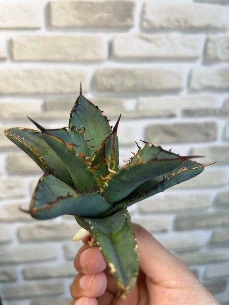 アガベ チタノタ 黒犀牛 多肉植物