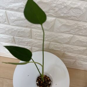 実生モンステラタウエリー 20250703-7