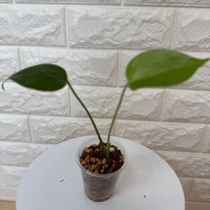 実生モンステラ タウエリー 20250703-8