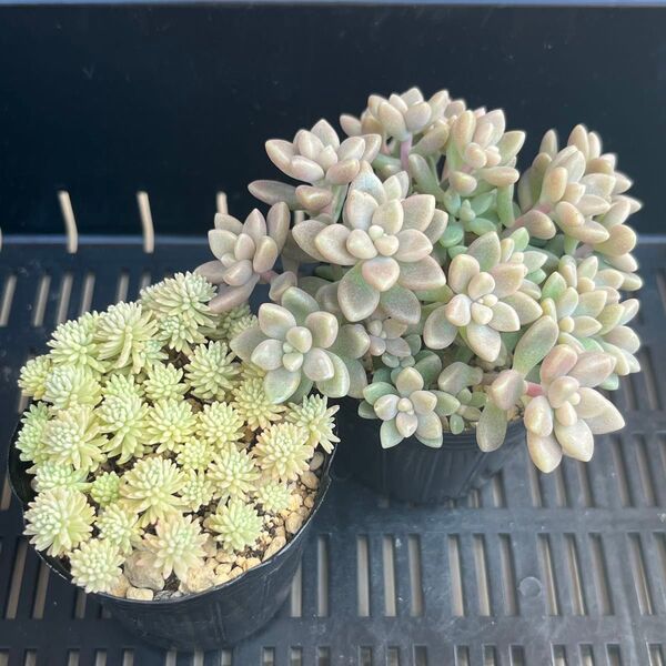 多肉植物 セダム 姫秀麗 斑入りパリダム(クリームソーダ)抜き苗