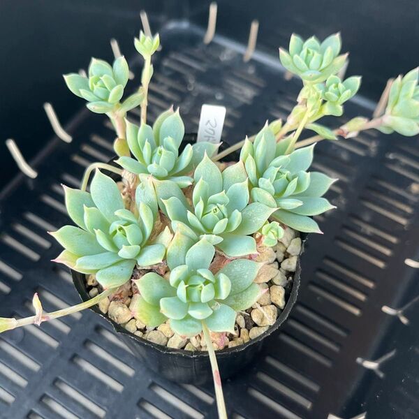 多肉植物 マクドガリー 抜き苗