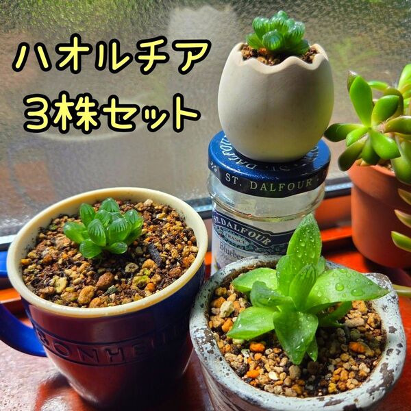 ハオルチア 3株セット オブツーサ 2株 京の華1株子株付き 多肉植物 抜き苗 おうち時間 匿名発送 24