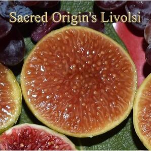 イチジク 苗木 Livolsi / Sacred Origin