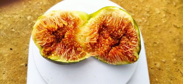 イチジク 苗木 Domingo