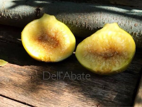 イチジク苗木 カクテルツリー Pane e vino white、Dell’ Abate 育成スペースに限りがある方におすすめ
