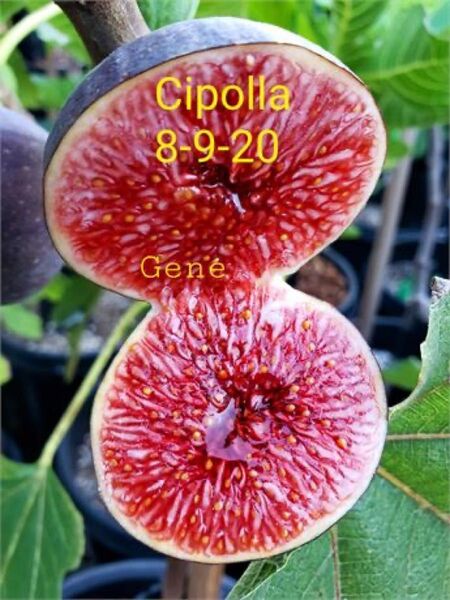 イチジク 苗木 Cipolla