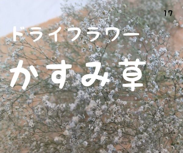 ドライフラワーかすみ草