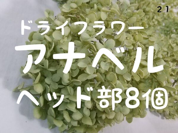 ***アナベルドライフラワー ヘッド部10個