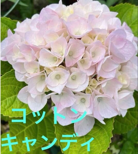 紫陽花 挿し穂 2本 コットンキャンディ 枝 残りわずか!!
