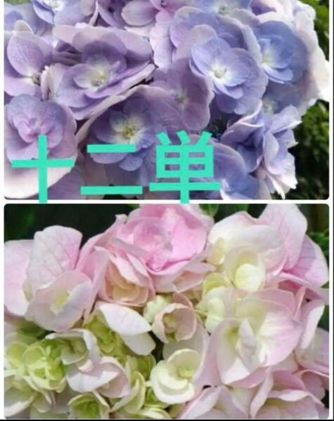 紫陽花 挿し穂 2本 十二単 枝