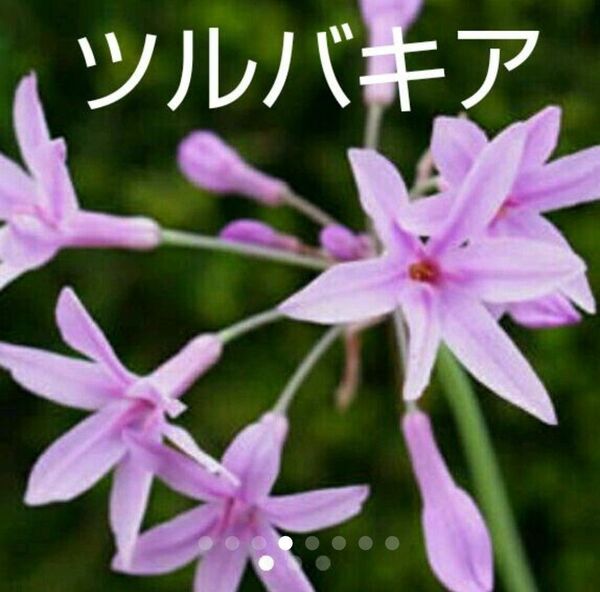 ツルバキア苗、ピンク色、3本 根付き苗 ★親苗から、分球して根付き