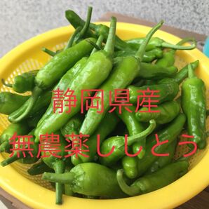静岡県産 無農薬 ししとう 新鮮採りたて大量!