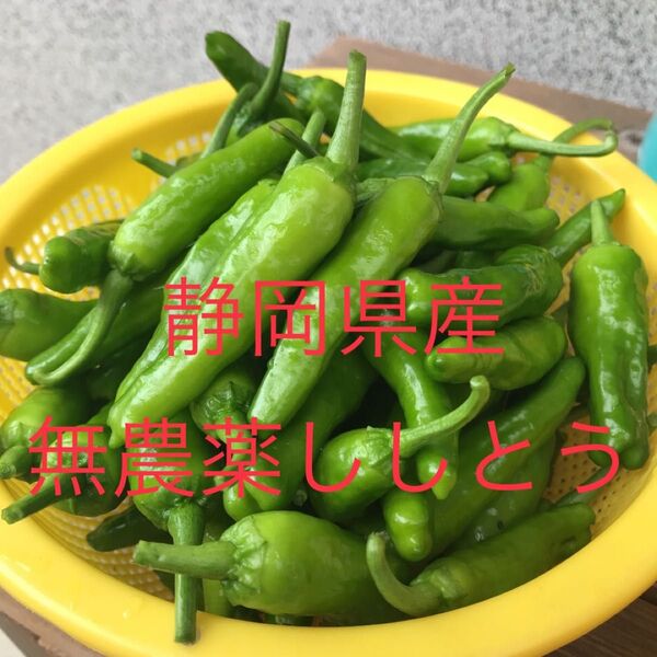 静岡県産 無農薬 ししとう 新鮮採りたて大量!