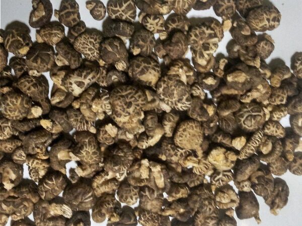 花どんこ乾燥椎茸500g
