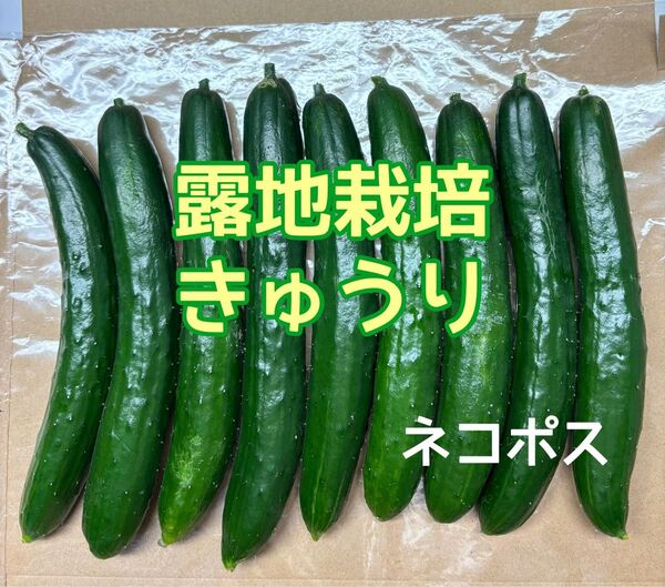 【農薬不使用】露地栽培きゅうり ネコポス1キロ以内 キュウリ