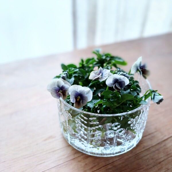 shiturae select iittala Flora ボウル 10cm ヌータヤルヴィ製 イッタラ フローラボウル