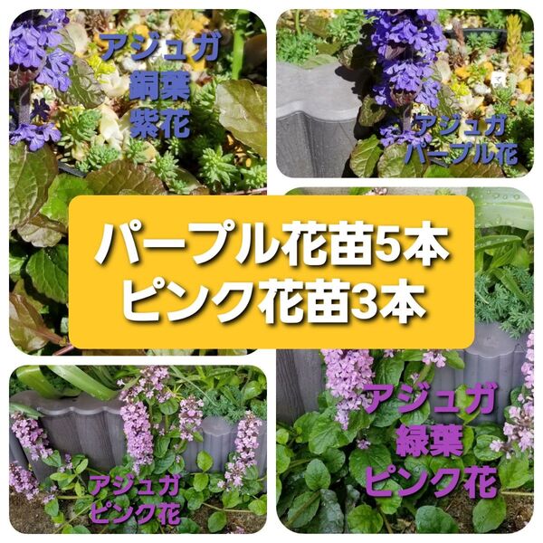 アジュガ 【銅葉紫花苗5本&緑葉ピンク花苗3本】